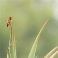 Rufous Hummingbird, Jennifer Mancuso